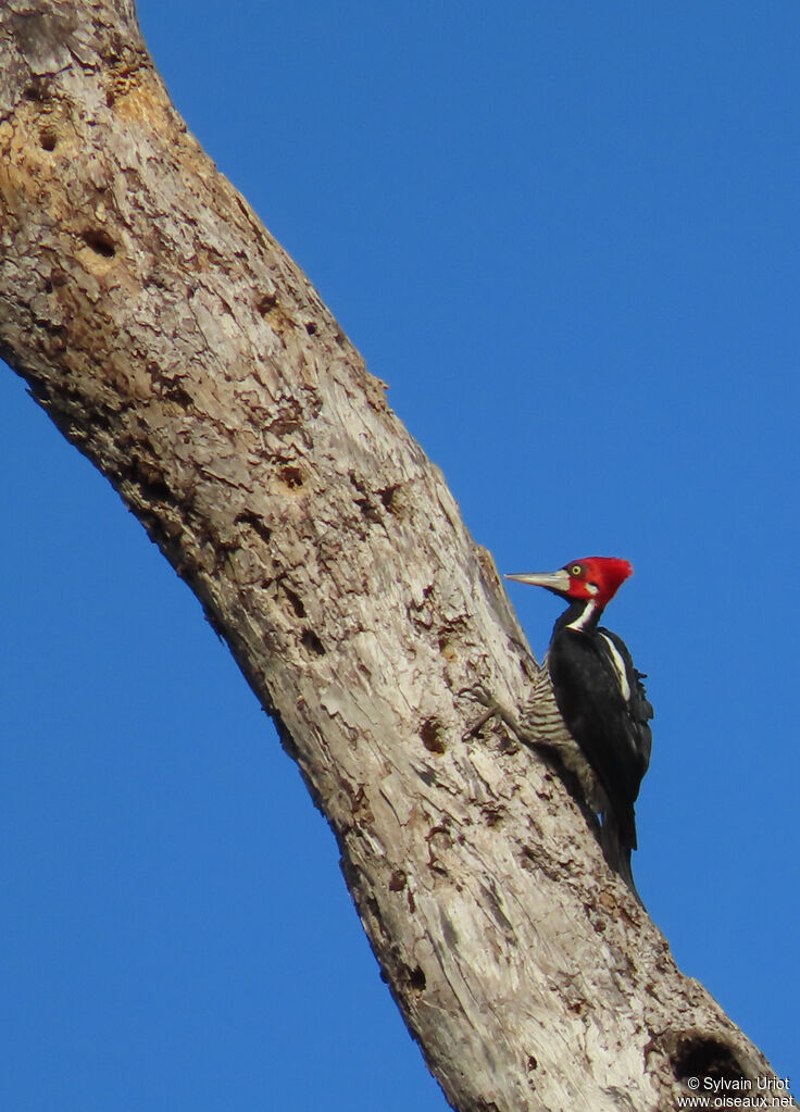 Pic de Malherbe mâle adulte