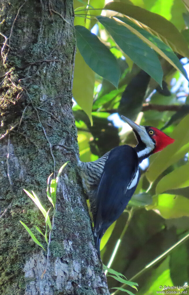 Pic de Malherbe femelle adulte