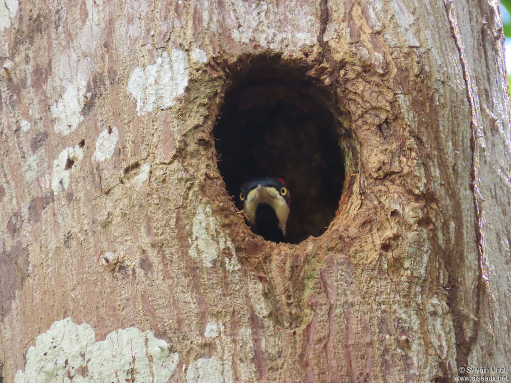 Pic de Malherbe femelle adulte
