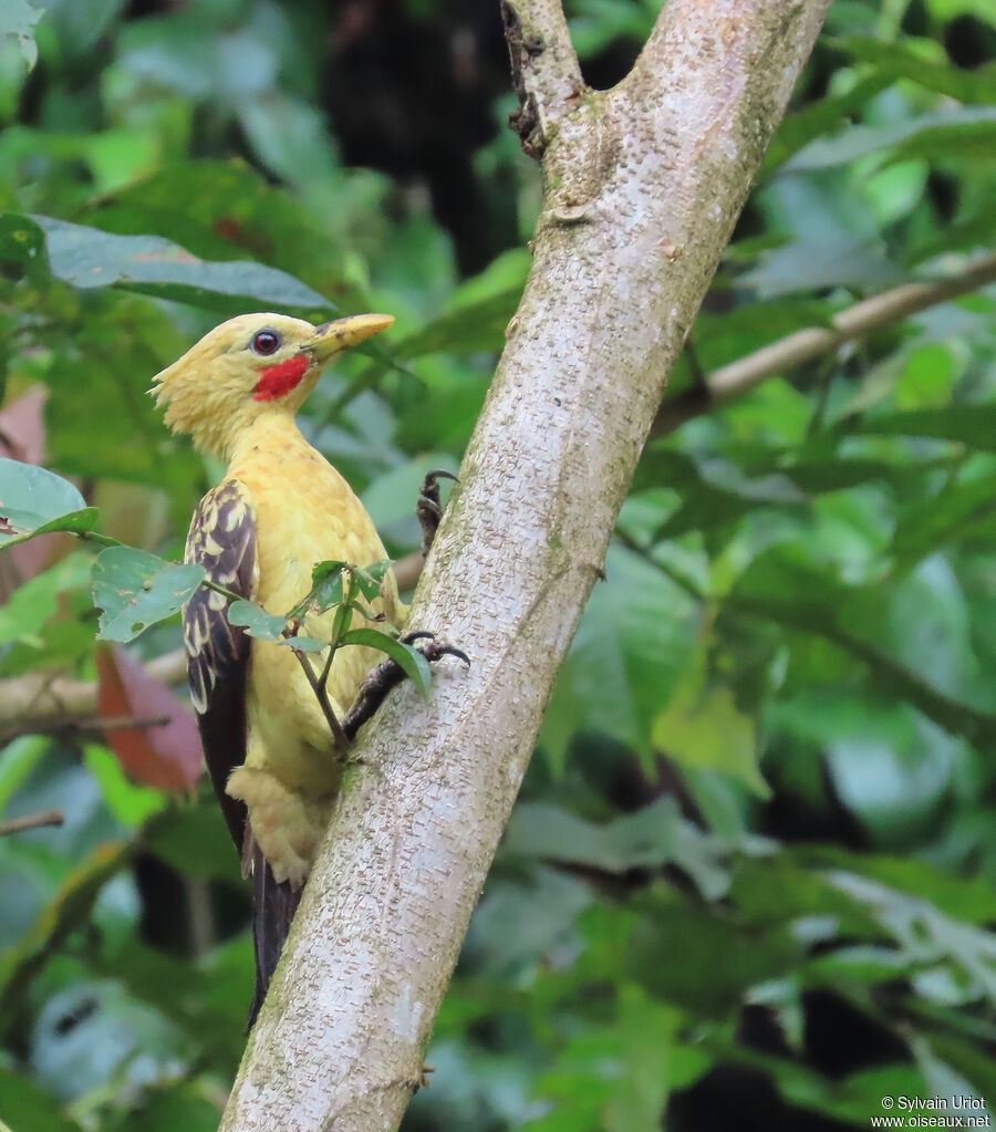 Pic jaune mâle adulte