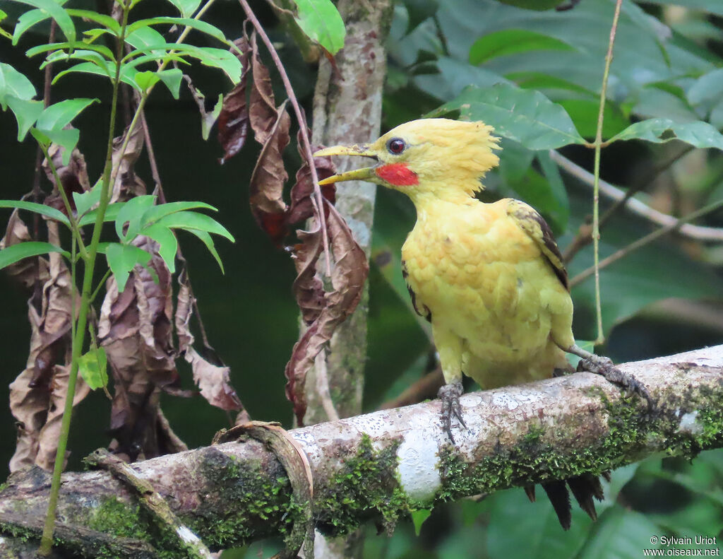Pic jaune mâle adulte