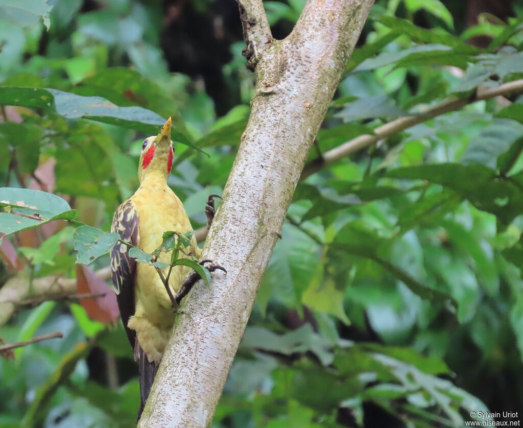 Pic jaune mâle adulte
