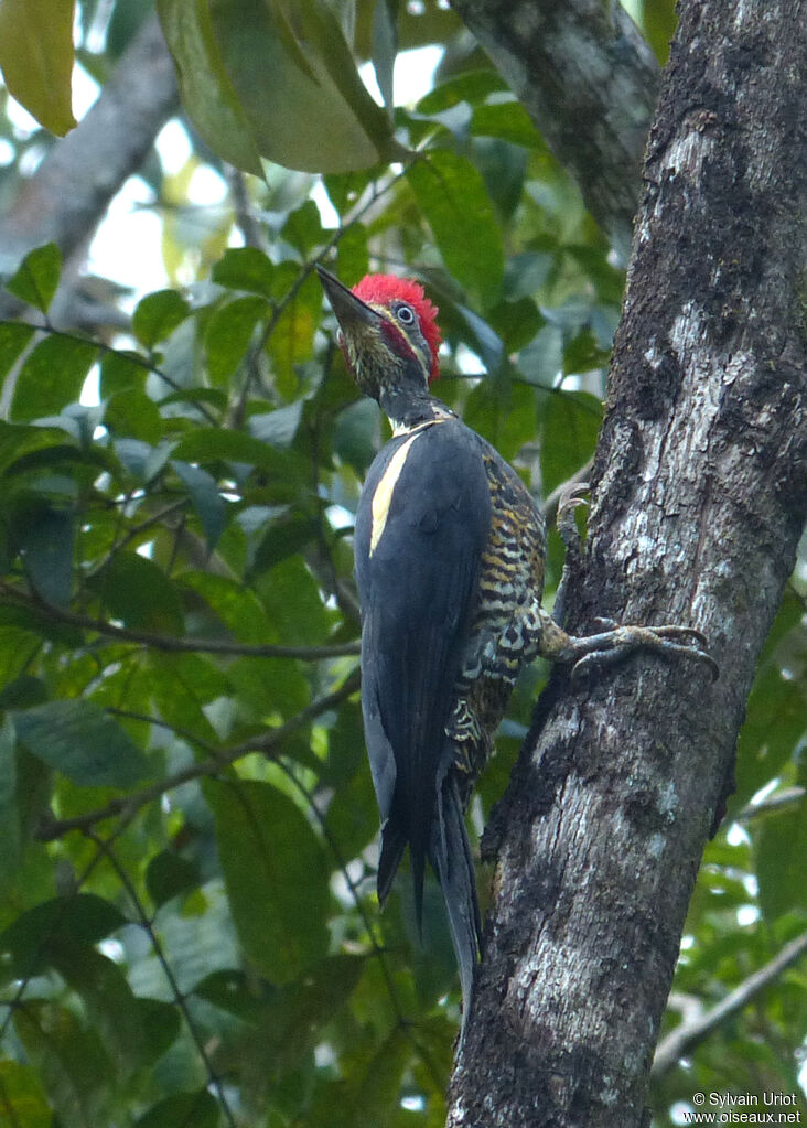 Lineated Woodpecker male adult