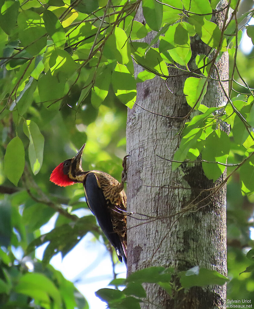 Lineated Woodpecker female adult