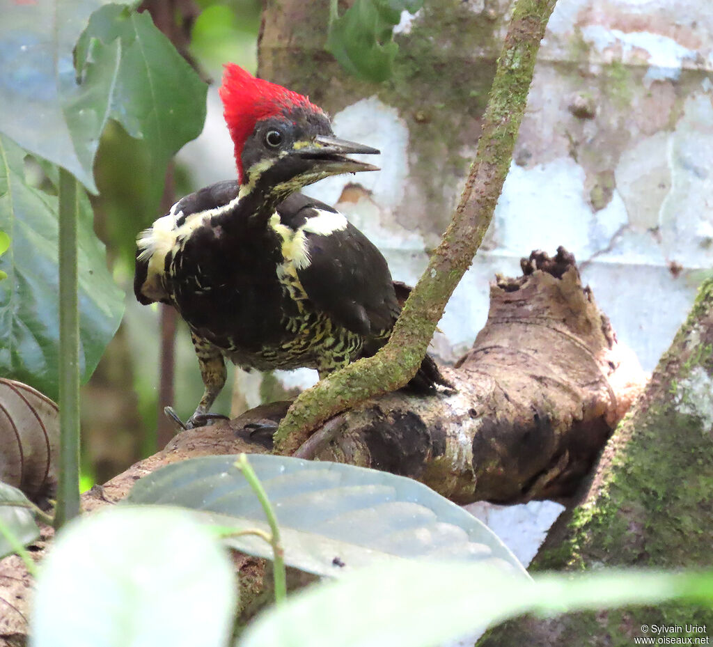 Lineated Woodpecker female adult