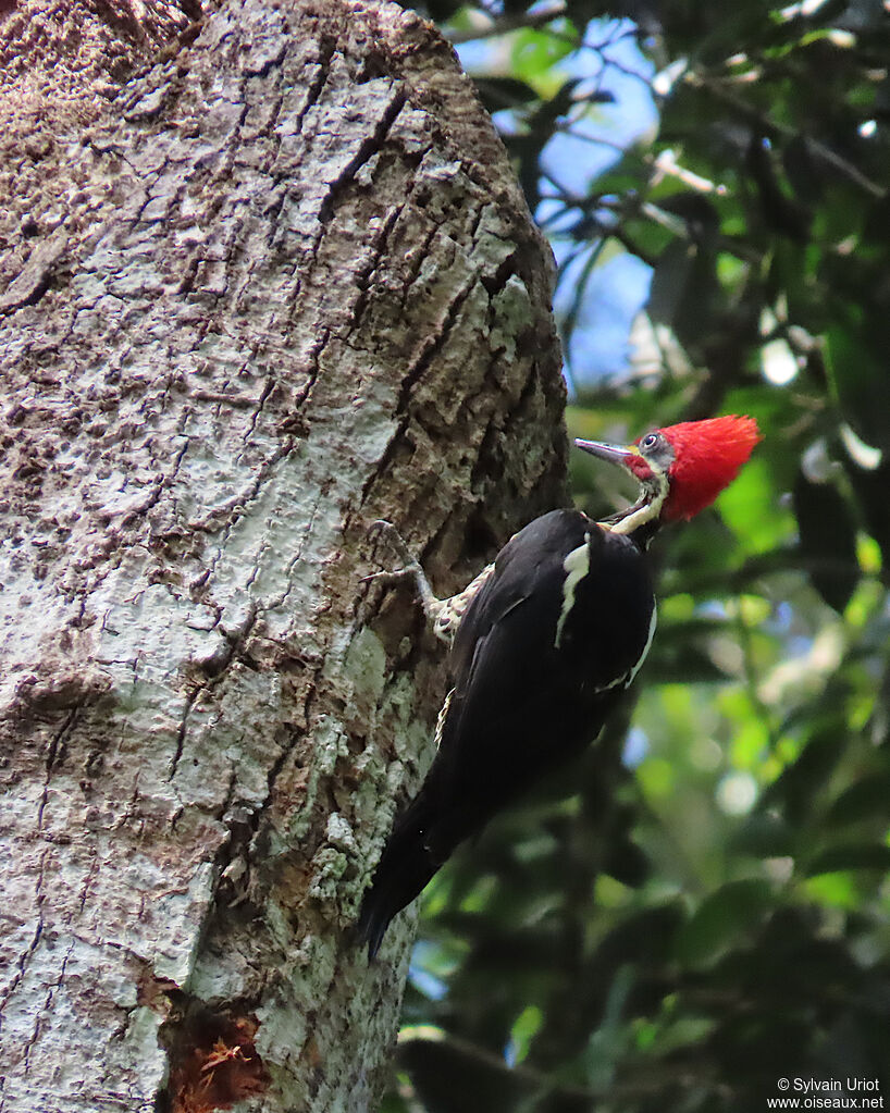 Pic ouentou mâle adulte