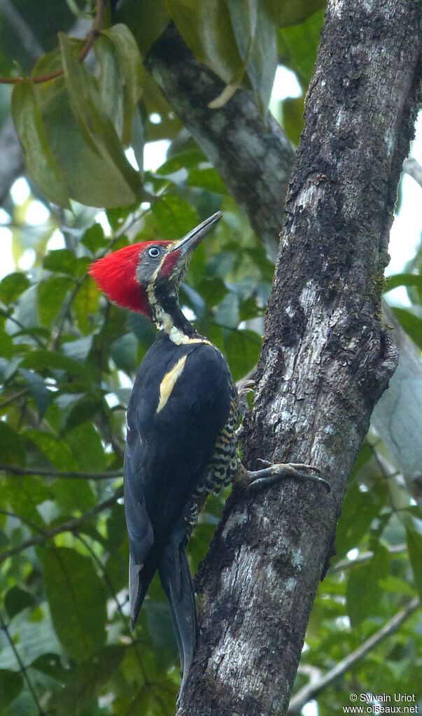 Lineated Woodpecker male adult