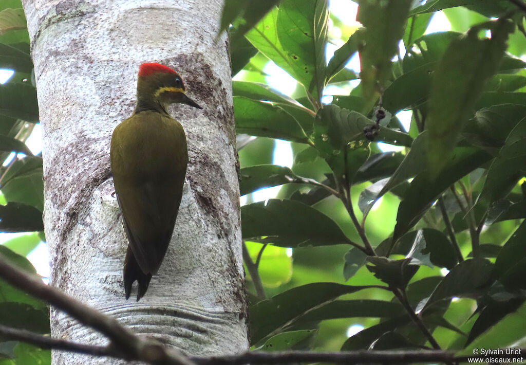 Pic vert-doré mâle adulte