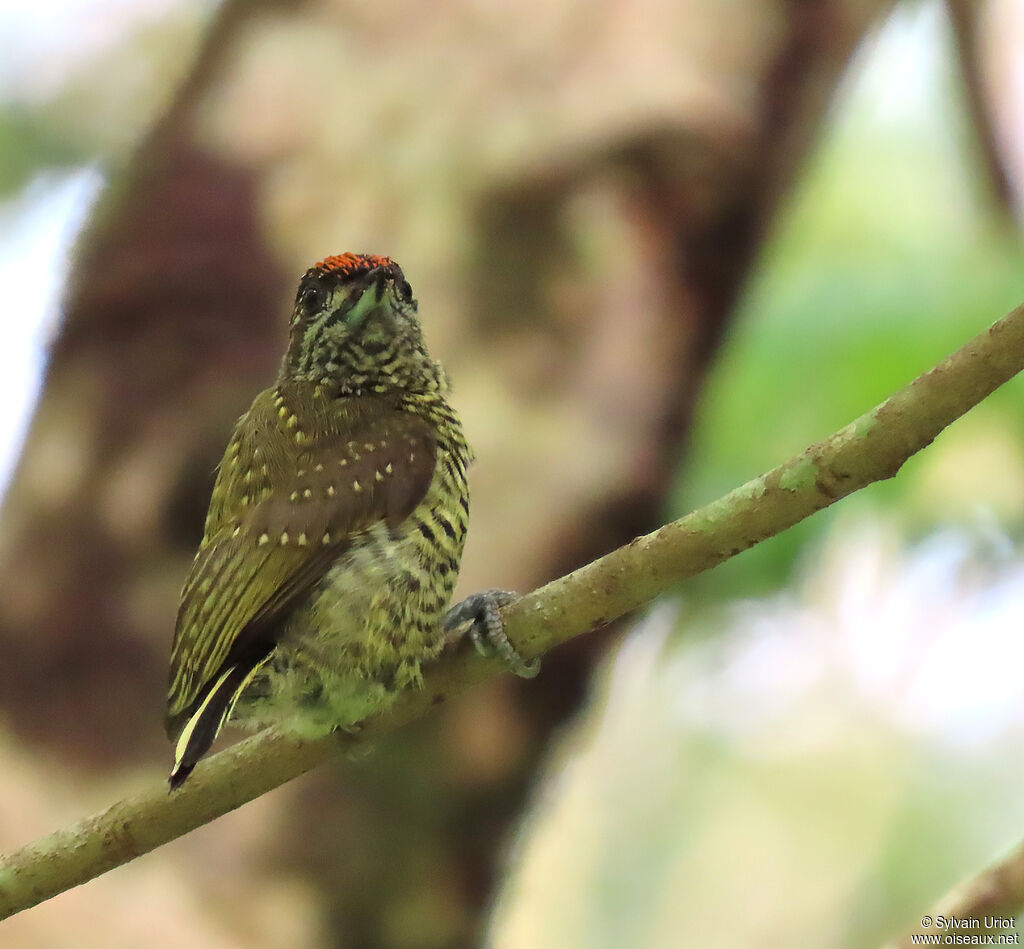 Golden-spangled Piculet male adult