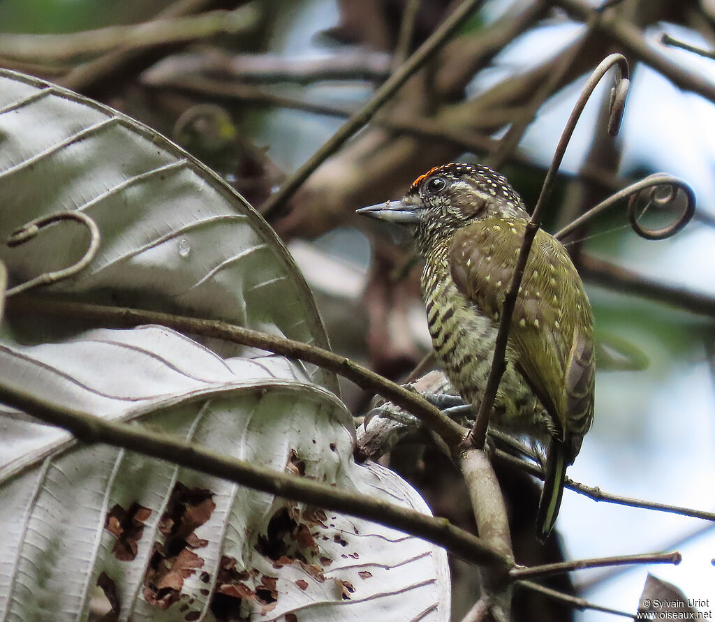 Golden-spangled Piculet male adult
