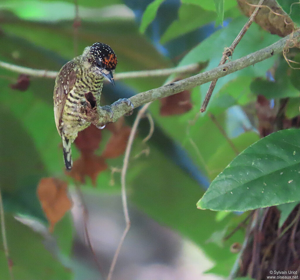 Picumne de Buffon mâle adulte