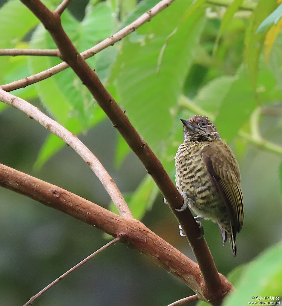 Lafresnaye's Piculet male immature