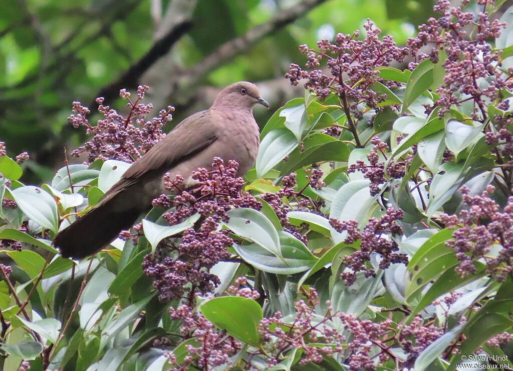 Plumbeous Pigeonadult