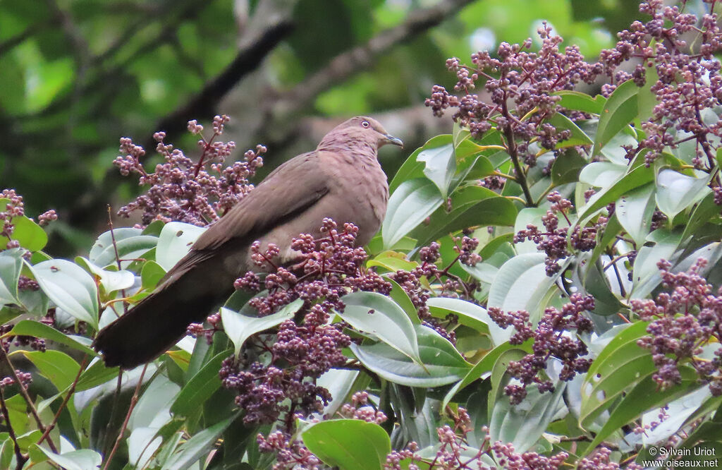 Plumbeous Pigeonadult