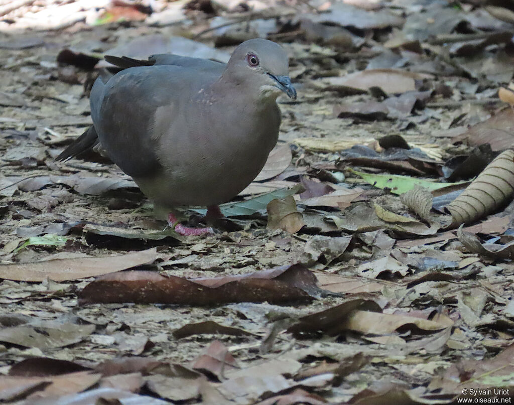 Pigeon plombé mâle adulte