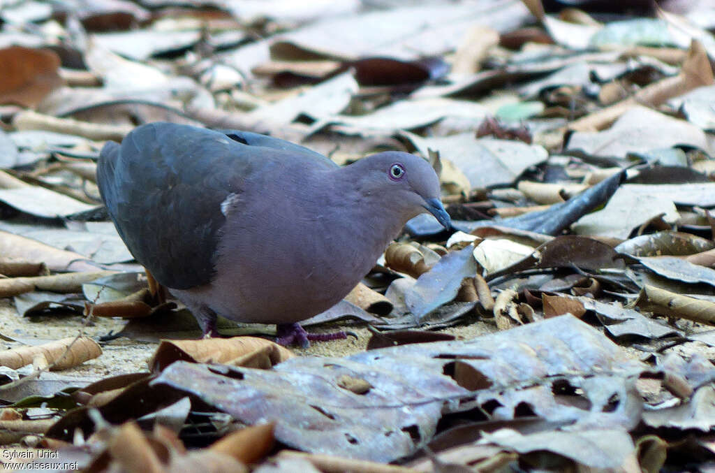 Plumbeous Pigeonadult, fishing/hunting