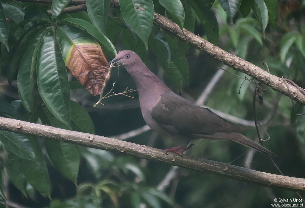 Pigeon plombéadulte