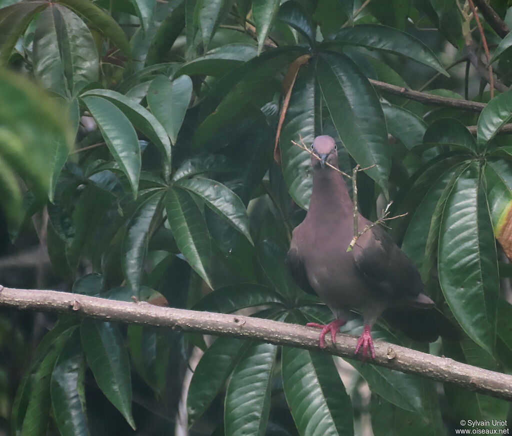 Plumbeous Pigeonadult