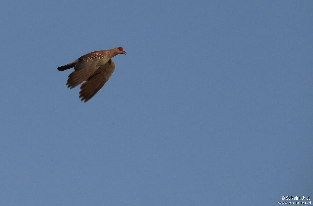 Pigeon roussardadulte