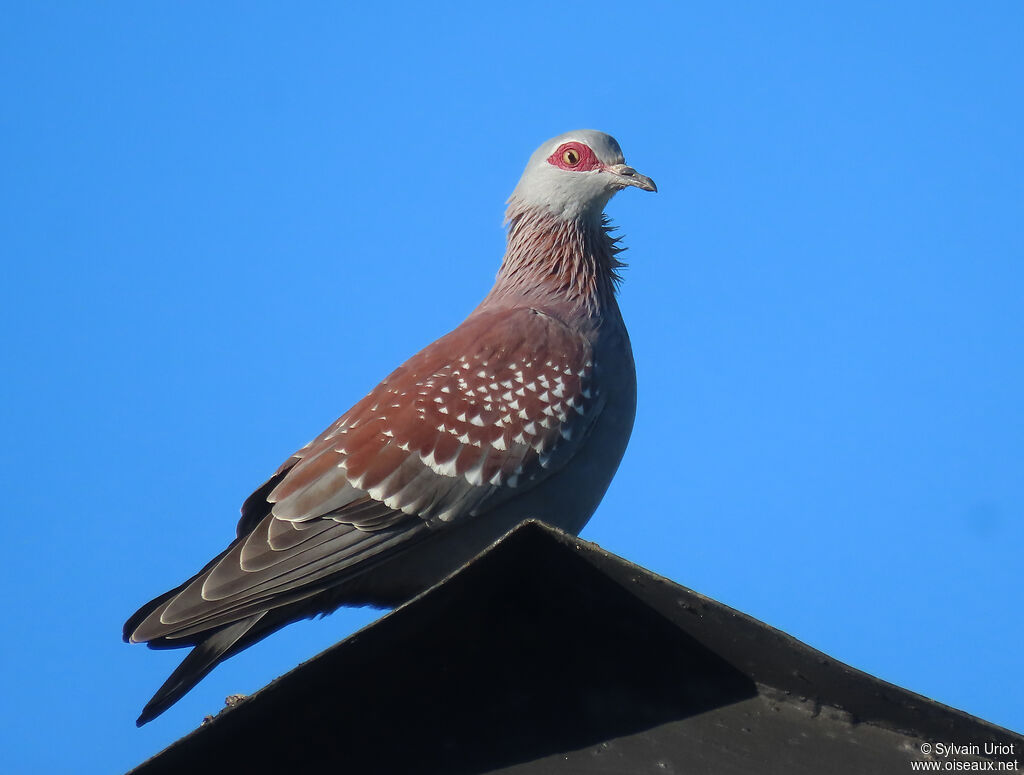 Speckled Pigeonadult