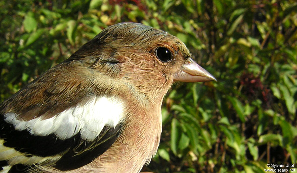 Eurasian Chaffinch male adult post breeding, close-up portrait