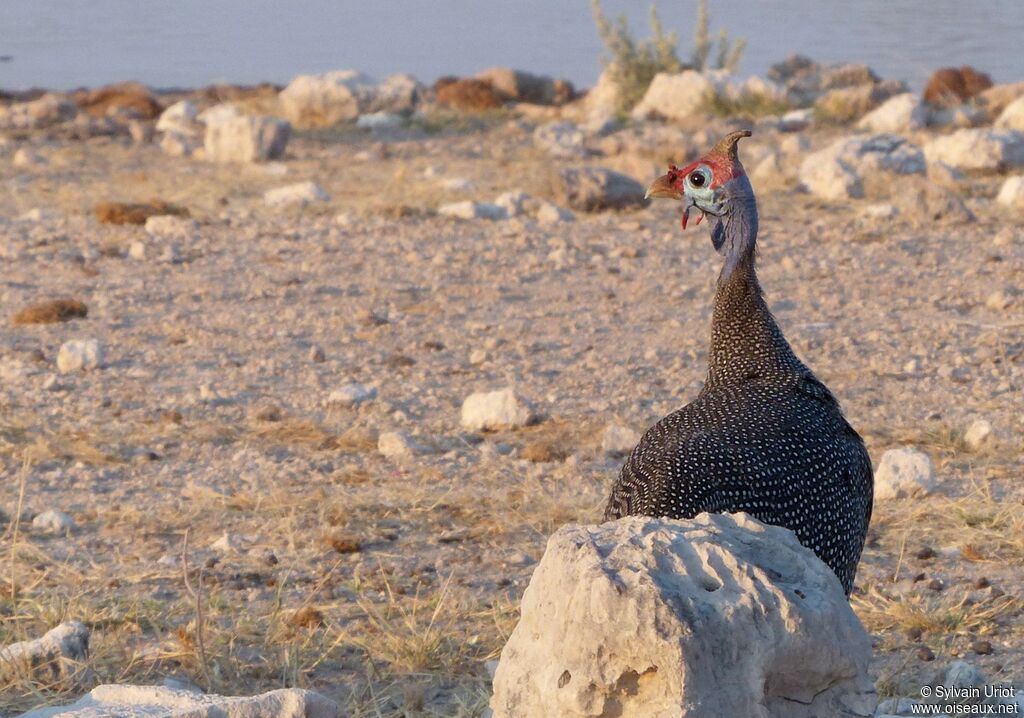 Helmeted Guineafowladult
