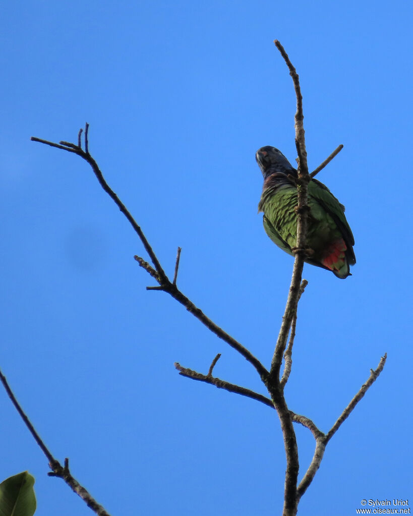 Pione à tête bleueadulte