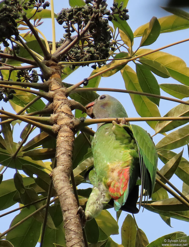 Blue-headed Parrotimmature