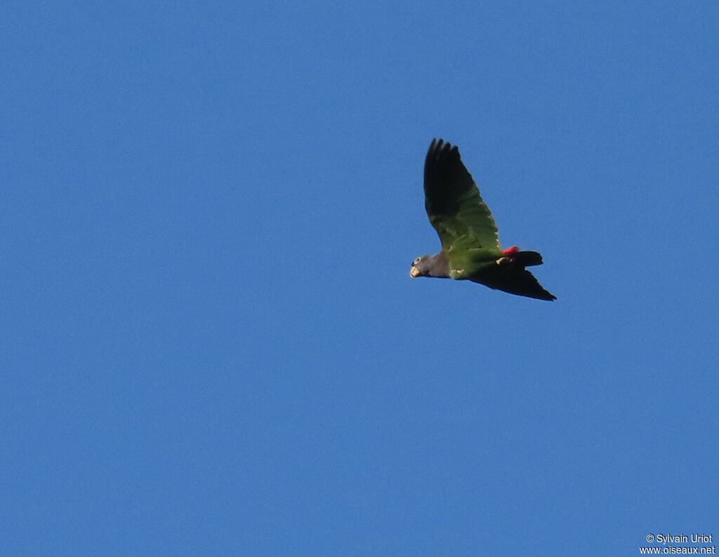 Blue-headed Parrotadult