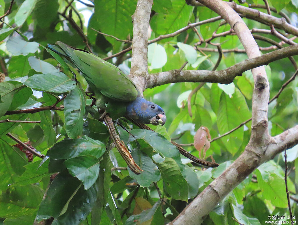 Pione à tête bleueadulte