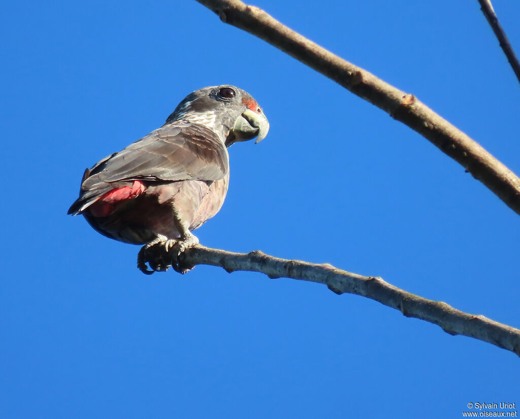 Dusky Parrotadult