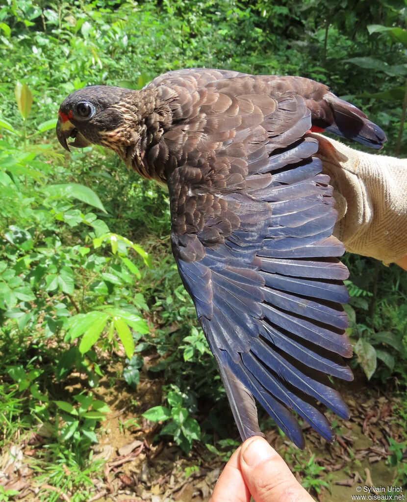 Dusky Parrotadult