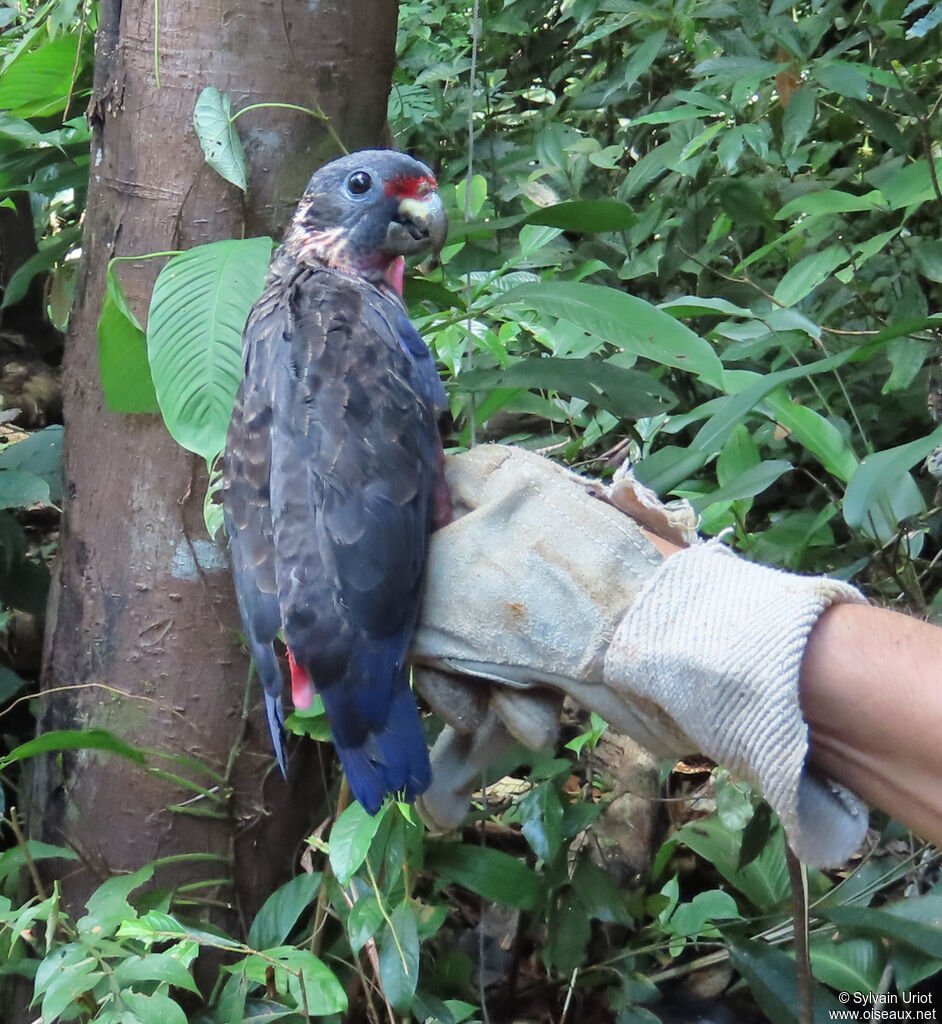 Dusky Parrotadult