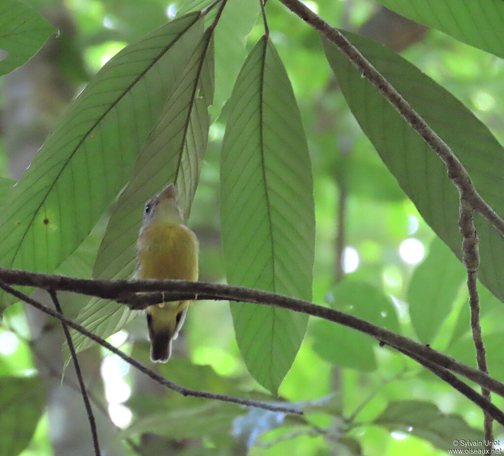Platyrhynque à cimier blancadulte