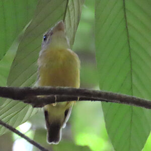 Platyrhynque à cimier blanc