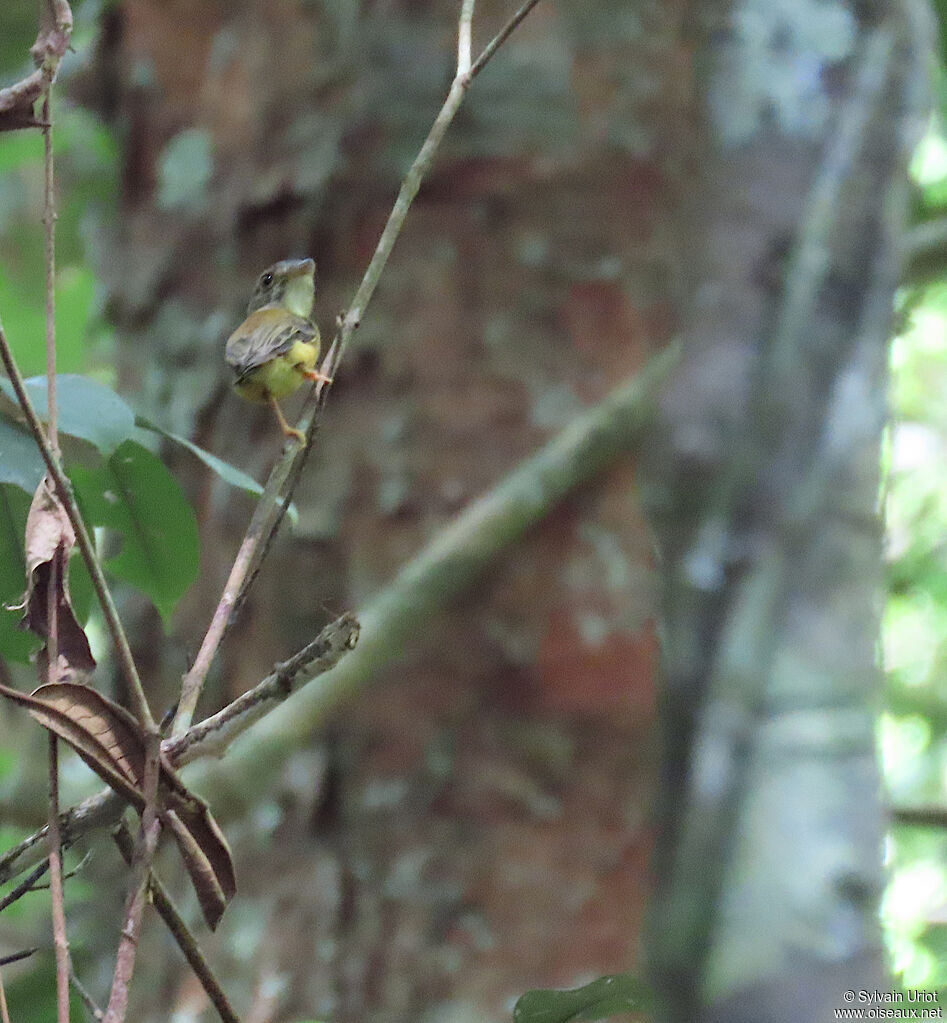 Platyrhynque à cimier blancadulte