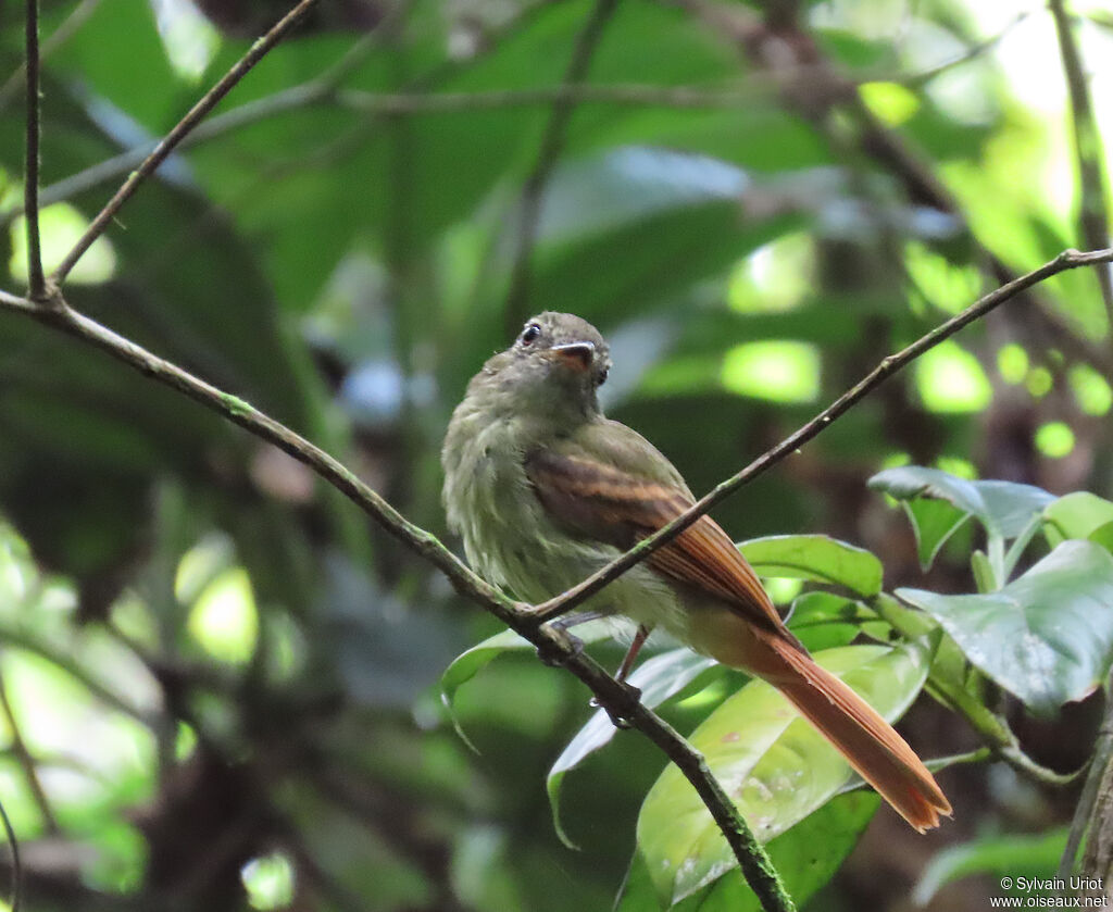 Platyrhynque à queue rousse - Tyran rougequeue<br />adulte