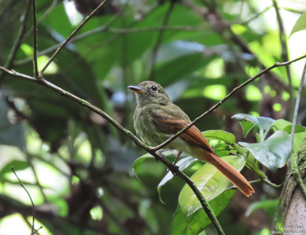 Platyrhynque à queue rousse - Tyran rougequeue<br />adulte