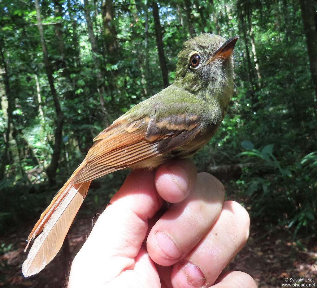 Rufous-tailed Flatbill - Tyran rougequeue<br />adult