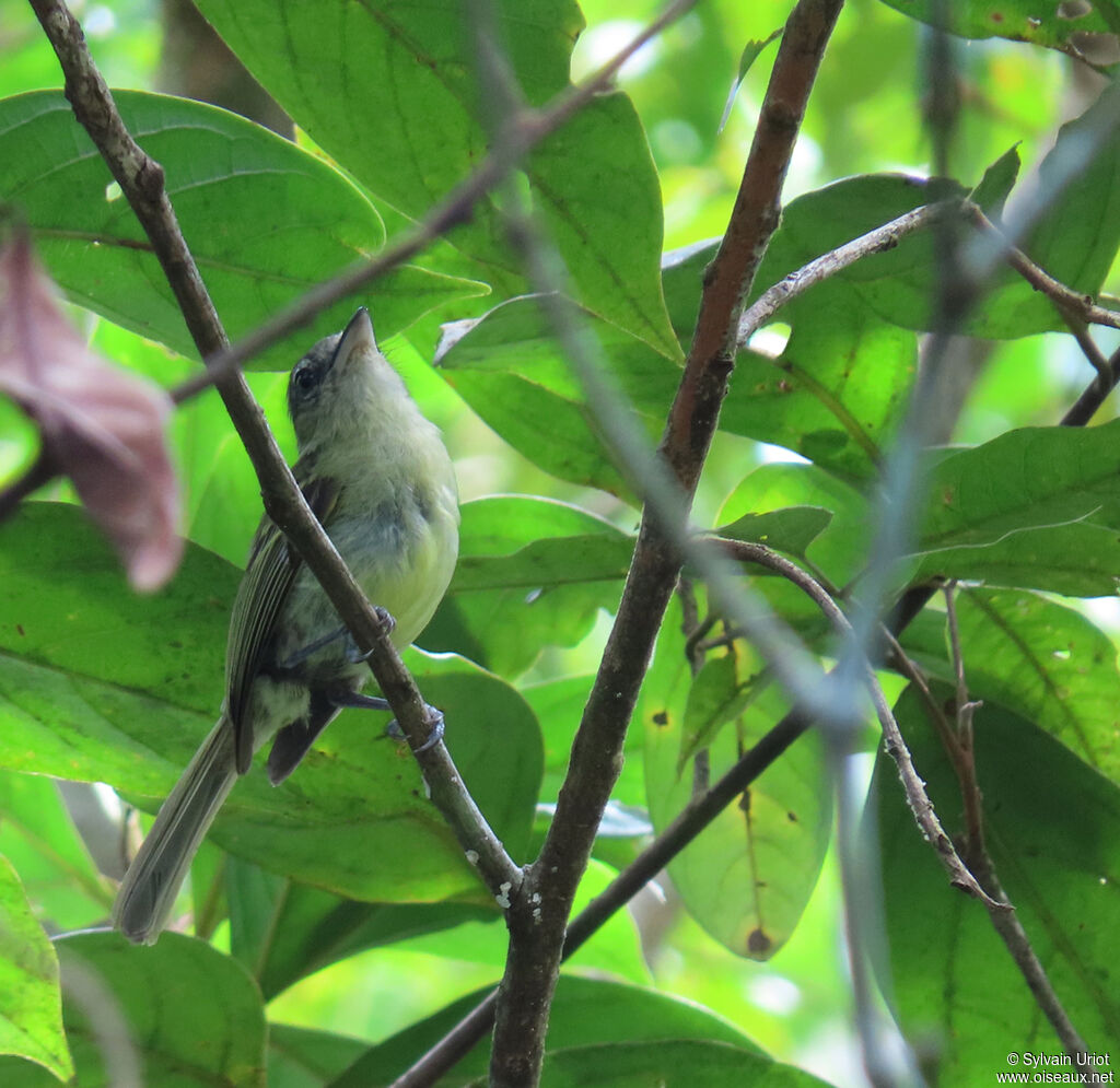Yellow-olive Flatbilladult