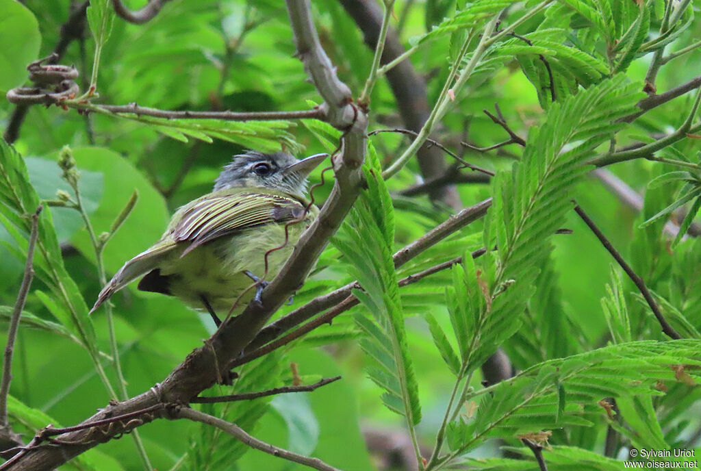 Yellow-olive Flatbill