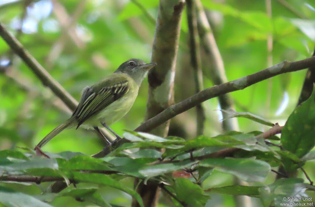 Yellow-olive Flatbilladult