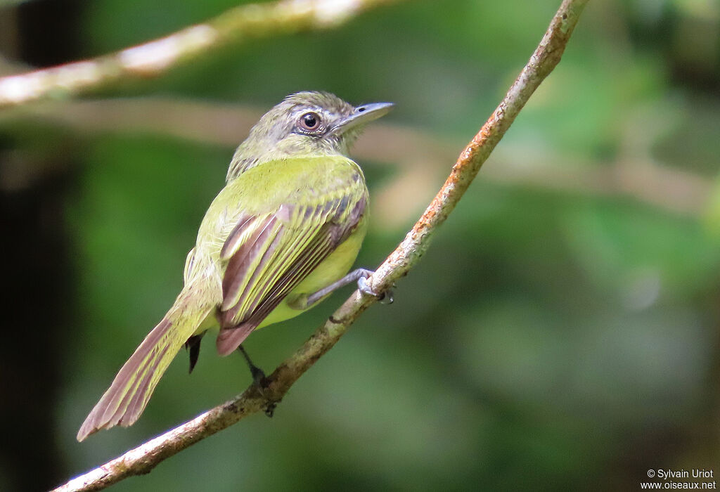 Yellow-olive Flatbilladult