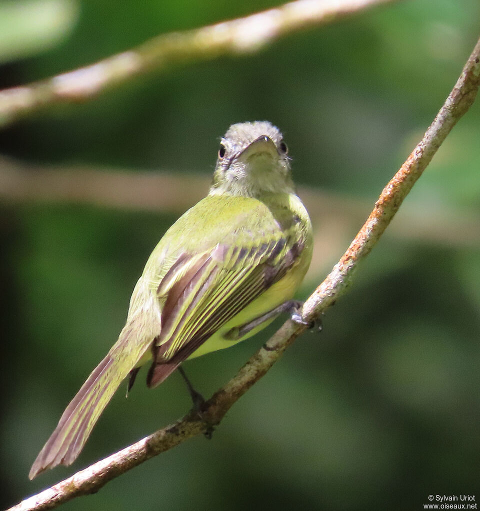 Yellow-olive Flatbilladult