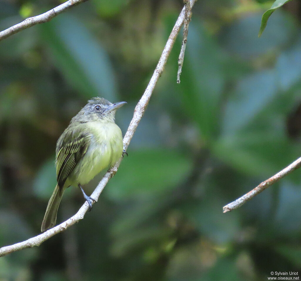 Yellow-olive Flatbilladult