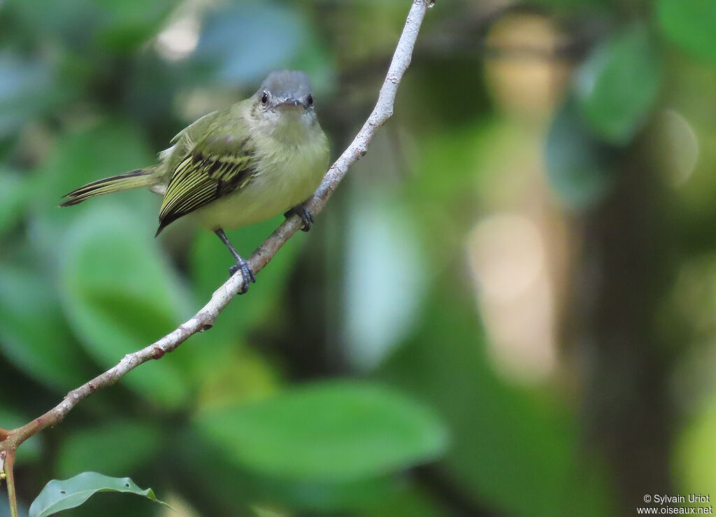 Yellow-olive Flatbilladult