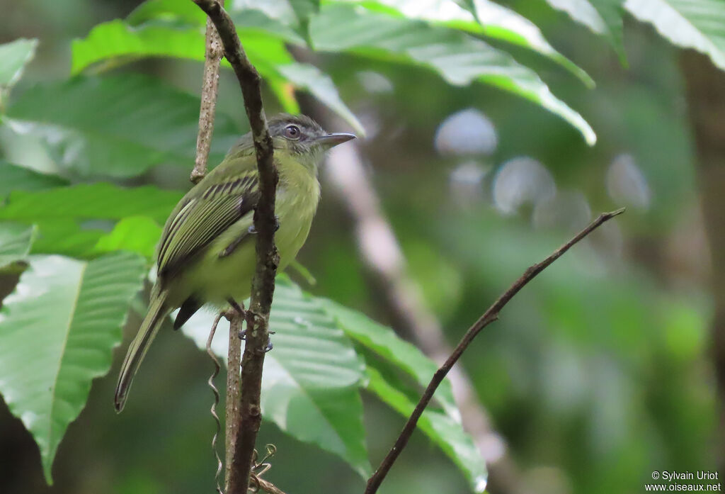 Yellow-olive Flatbilladult