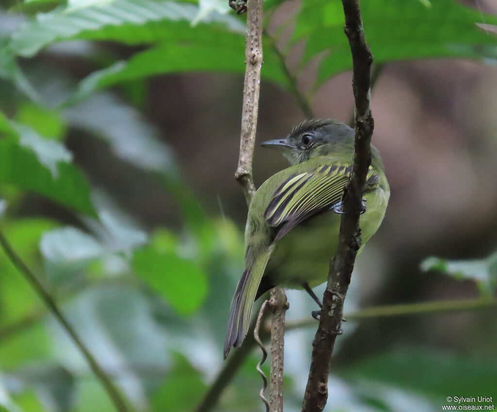 Yellow-olive Flatbilladult