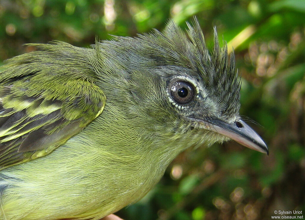 Yellow-olive Flatbill