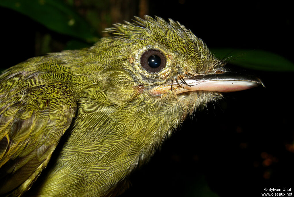 Eastern Olivaceous Flatbill